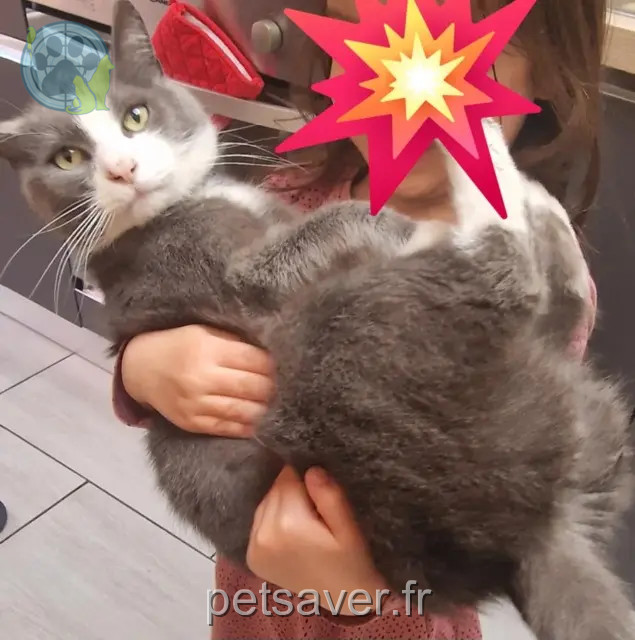 chat reunited 59200 Tourcoing Minou