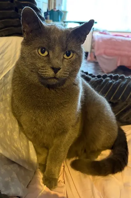 chat reunited   59930 La Chapelle-d'Armentières Mistigris