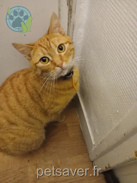 chat reunited   59130 Lambersart Mowgli