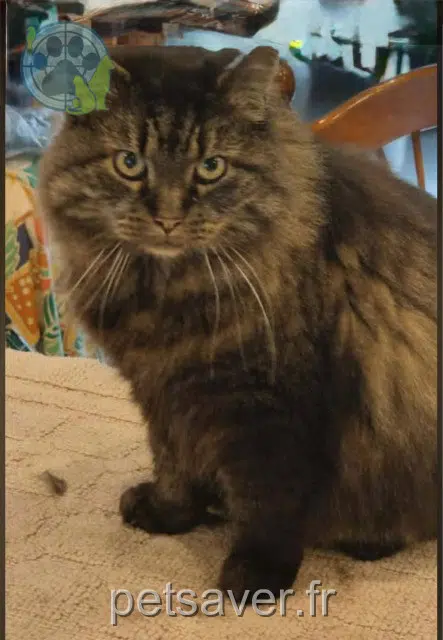 chat reunited   59120 Loos Mrleduc