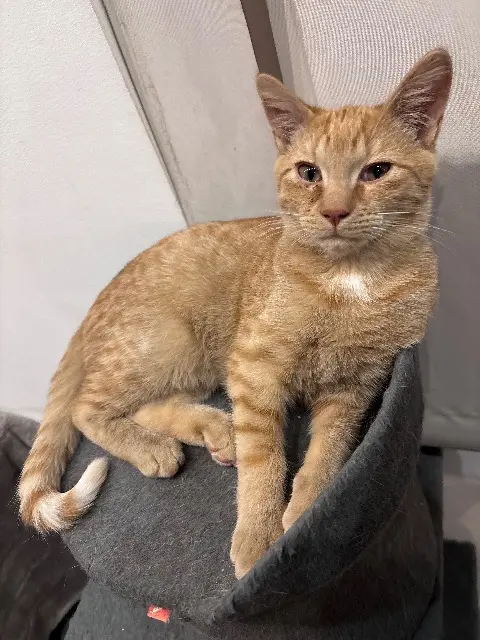 cat reunited   59100 Roubaix Mufasa