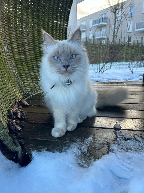 chat reunited   59118 Wambrechies Mugi