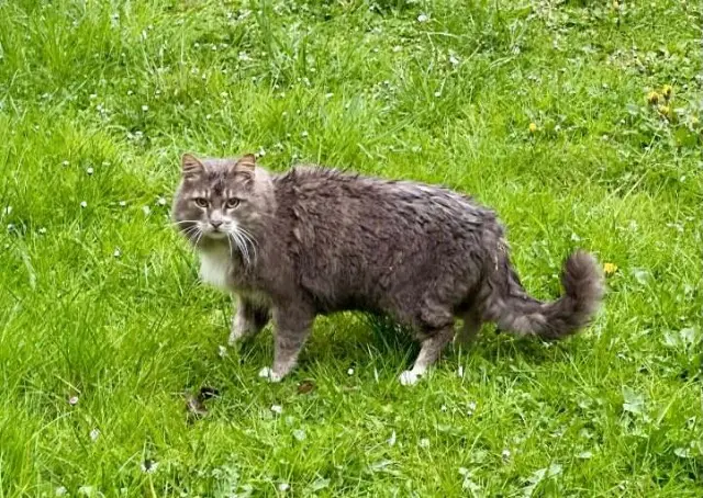 chat reunited   59184 Sainghin-en-Weppes Nachos