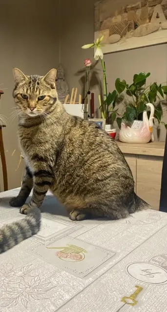 chat reunited   59620 Aulnoye-Aymeries Neko