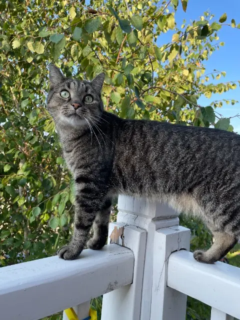 chat reunited   59290 Wasquehal Nemo