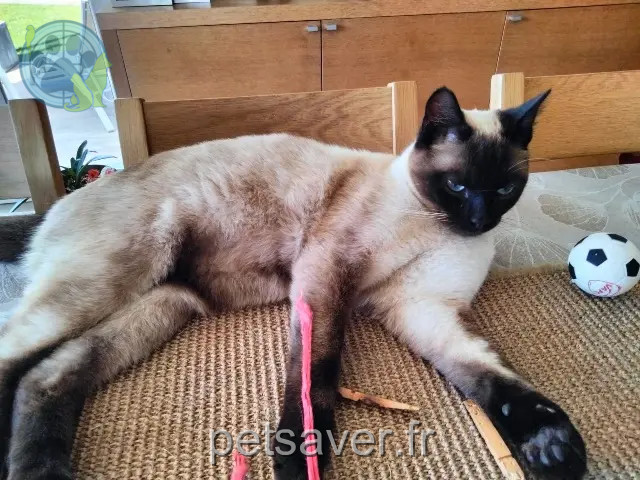 kater reunited 59880 Saint-Saulve Noopy