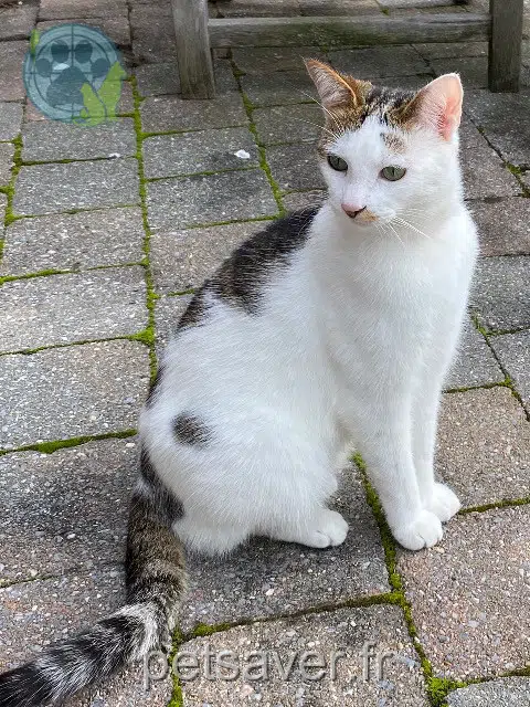 chat reunited 59491 Villeneuve-d'Ascq Nougat
