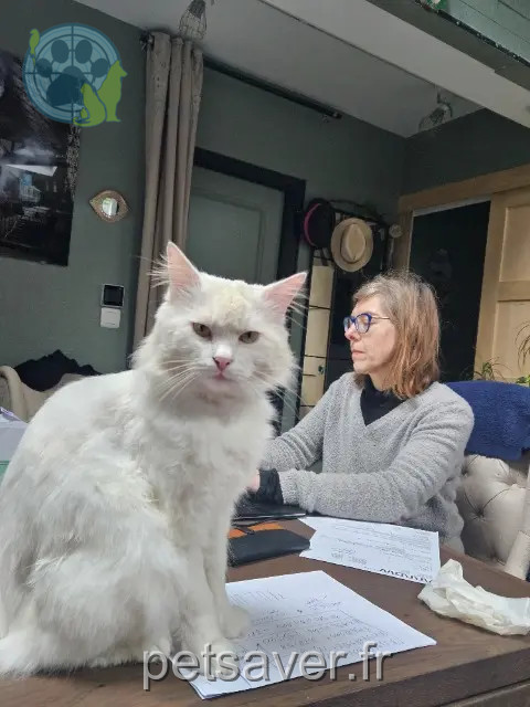 chat reunited   59200 Tourcoing Nougat