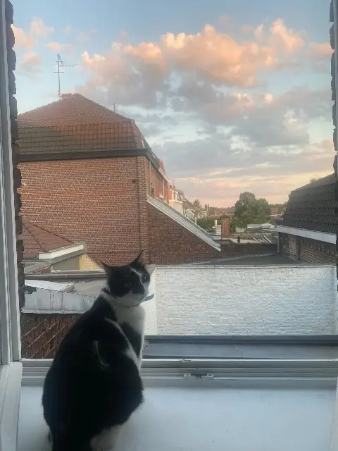 chat reunited   59420 Mouvaux Oreo