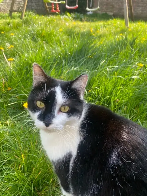 chat reunited   59420 Mouvaux Oréo