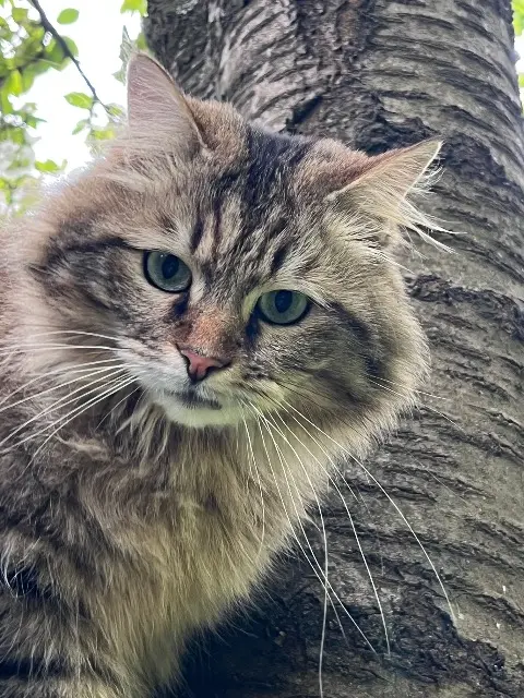 chat reunited   59155 Faches-Thumesnil Phœnix