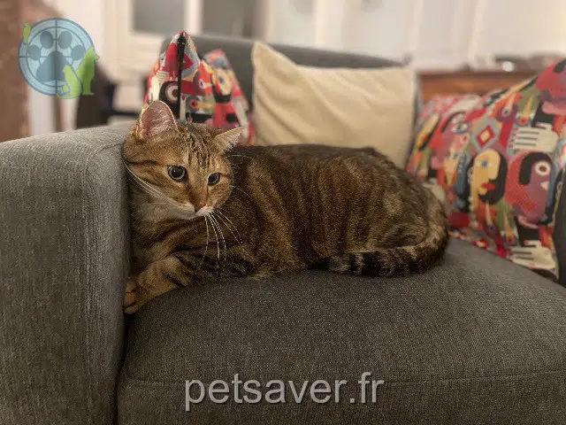 chat reunited   59110 La Madeleine Rotule