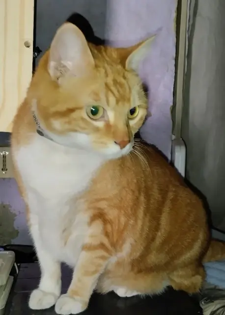 chat reunited   59496 Salomé Roucky