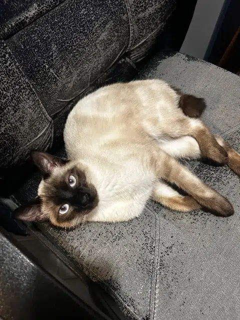 chat reunited   59730 Solesmes Salem