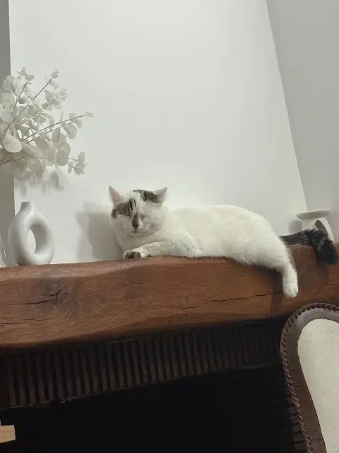 chat reunited   59210 Coudekerque-Branche Saucisson