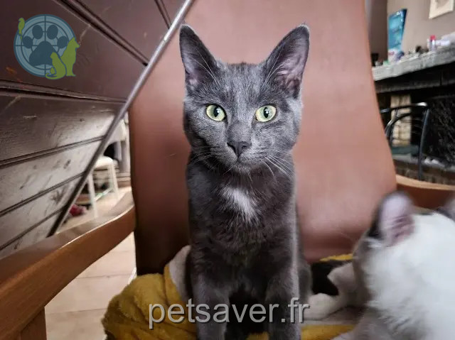 chat reunited   59200 Tourcoing Schirch