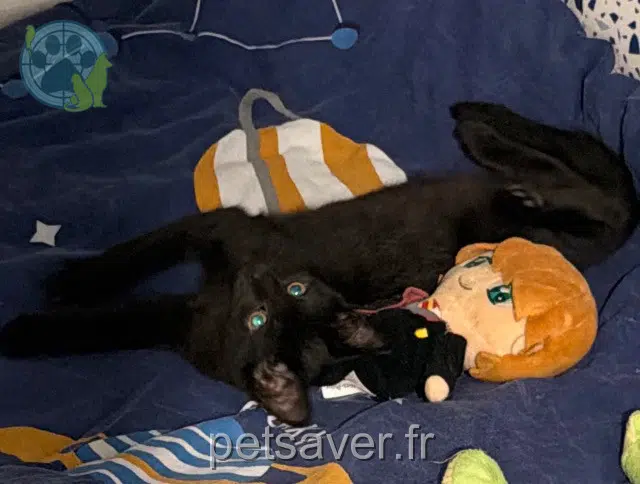 chat reunited 59770 Marly Shadow