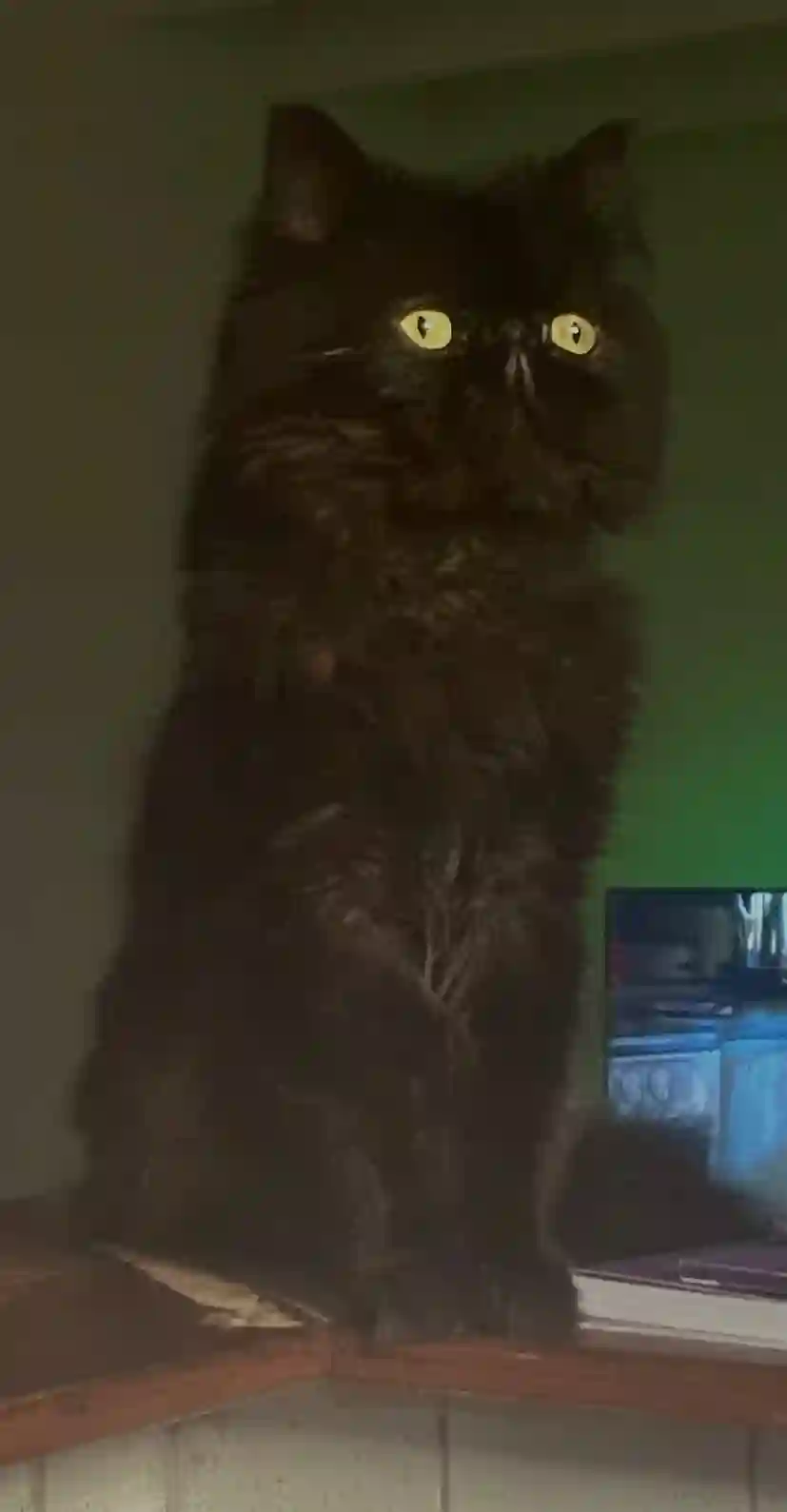 Chat Trouvé 59 Nord - Shadow Chat Trouvé 59 Nord - Shadow