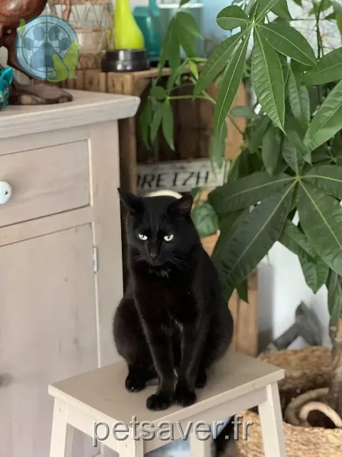 chat reunited 59211 Santes Shadow