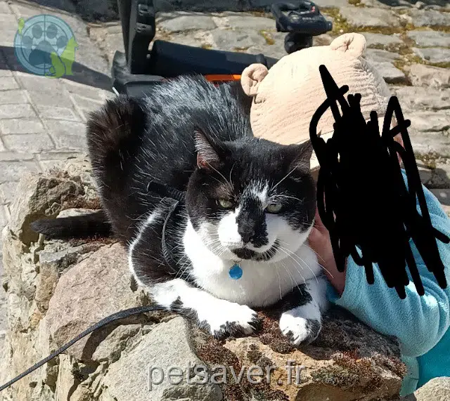 chat reunited 59215 Abscon Shrek
