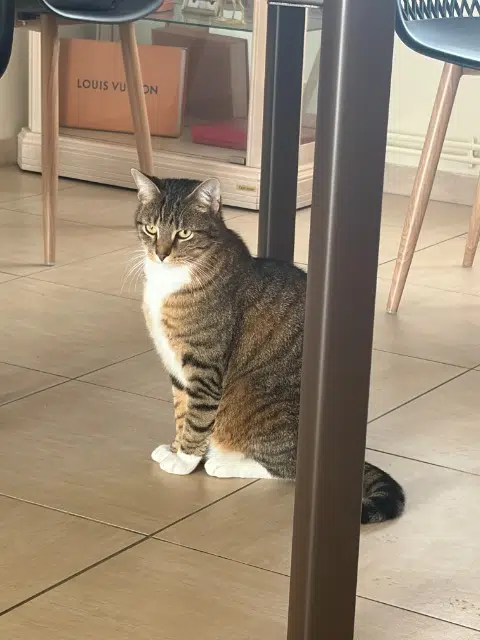 chat reunited   59118 Wambrechies Simba