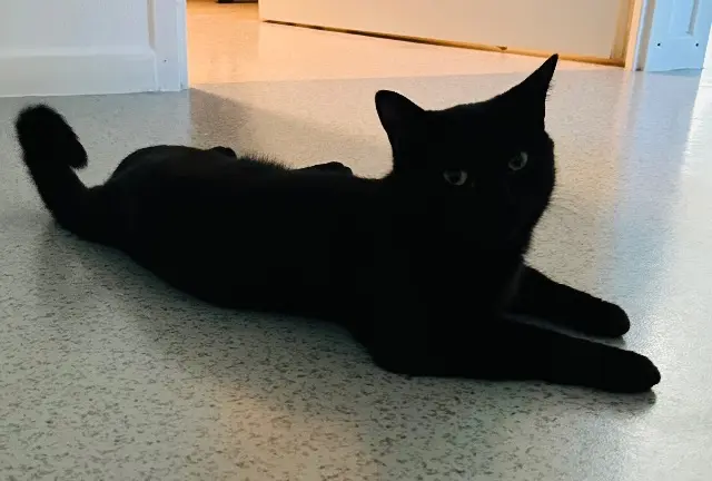 chat reunited   59118 Wambrechies Simbouche