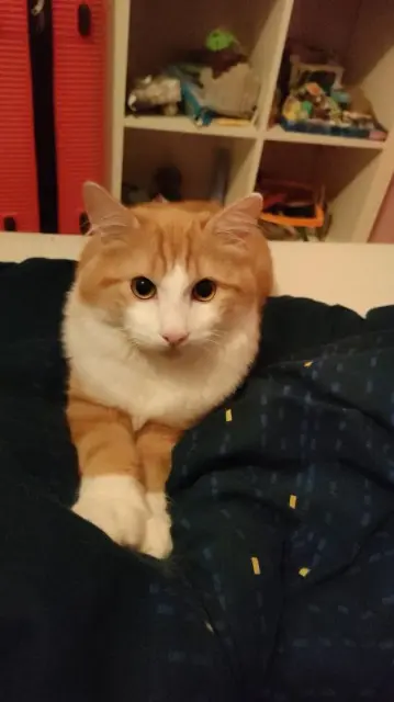 chat reunited   59710 Avelin Smoothy