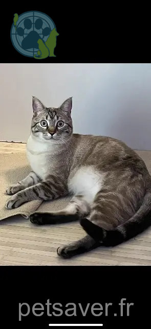 chat reunited 59350 Saint-André-lez-Lille Snow