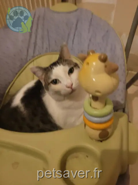 chat reunited   59100 Roubaix Tetris