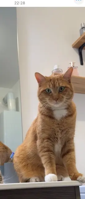 chat reunited   59810 Lesquin Tigrou