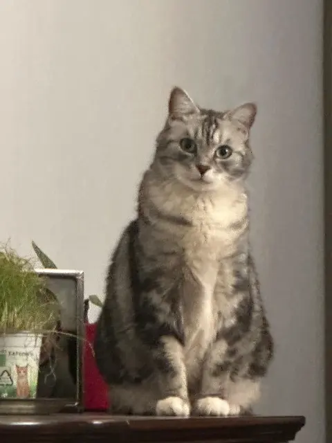 chat reunited   59290 Wasquehal Tigrou