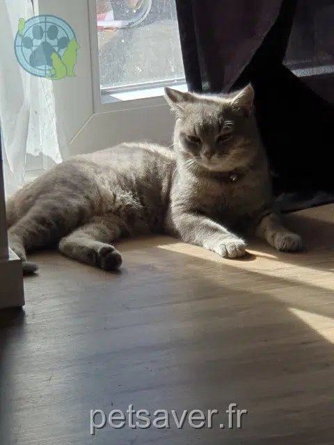 chat reunited   59390 Toufflers Tigrou