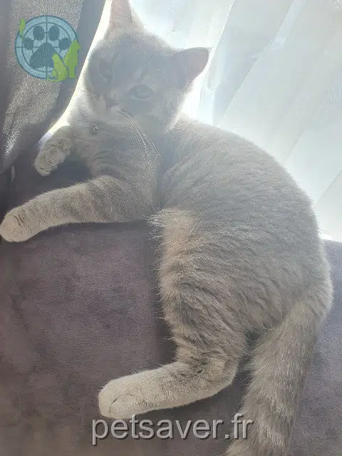 chat reunited   59390 Toufflers Tigrou