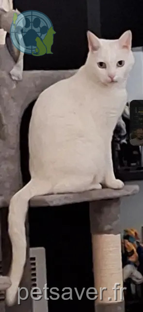 chat reunited   59190 Hazebrouck Tipiou