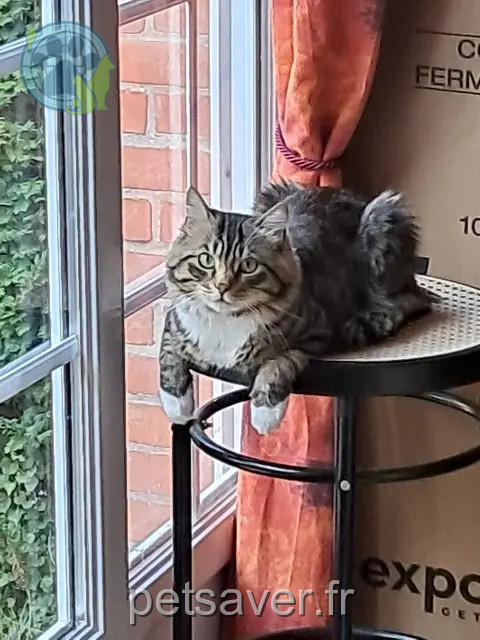 gato reunited 59820 Gravelines Titi