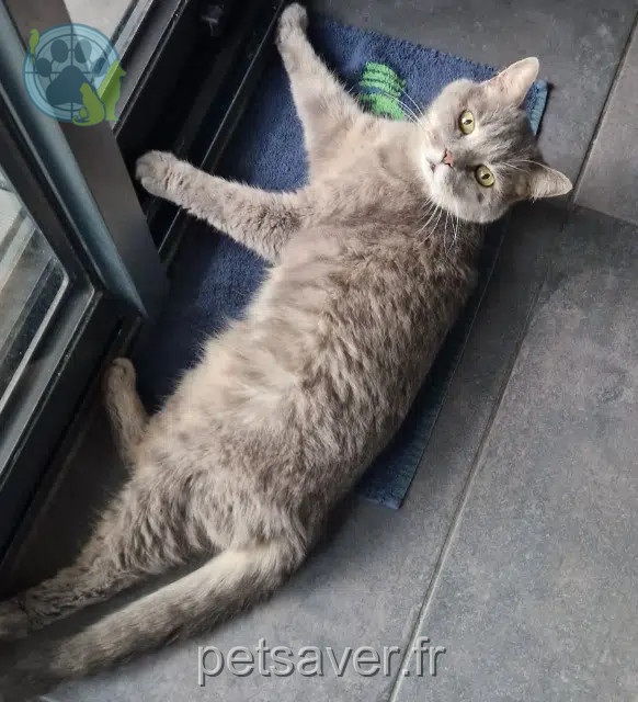 gato reunited   59200 Tourcoing Titi