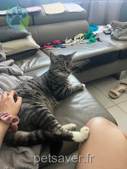 chat reunited 59310 Coutiches Titus