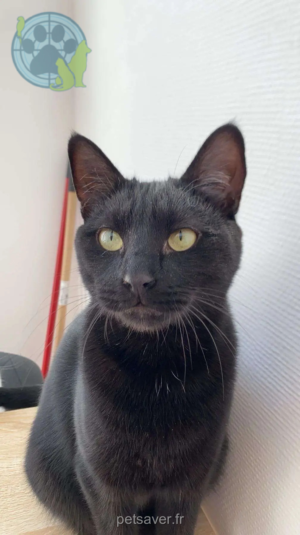 cat reunited 71 Boulevard de Lyon 59100 Roubaix Toby cat reunited 71 Boulevard de Lyon 59100 Roubaix Toby