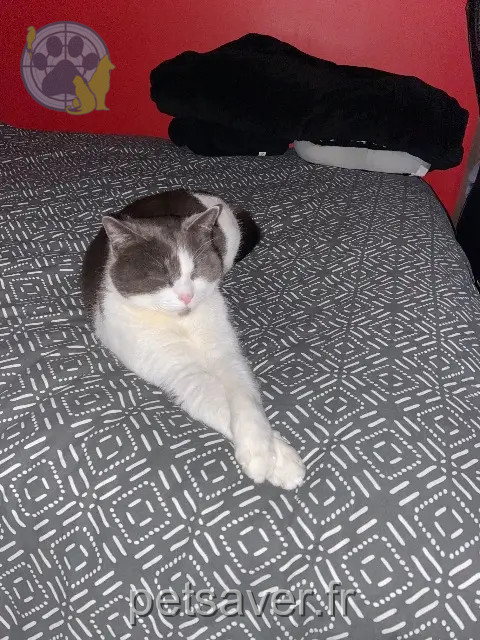 chat reunited 59283 Moncheaux Toki