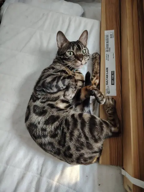 chat reunited   59200 Tourcoing Tokio