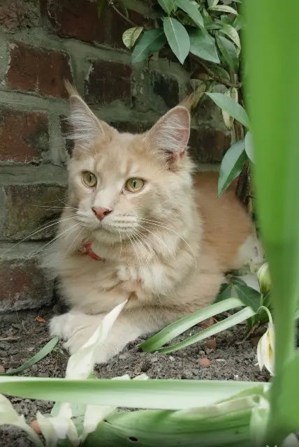 chat reunited   59200 Tourcoing V Baloo dit Apache