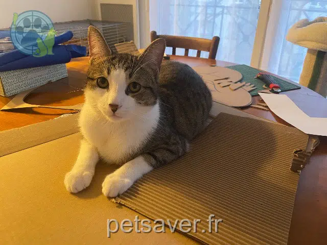 chat reunited 59300 Valenciennes Matisse