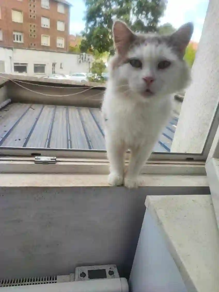 Chat Trouvé 59 Nord Valenciennes - Rocco Chat Trouvé 59 Nord Valenciennes - Rocco
