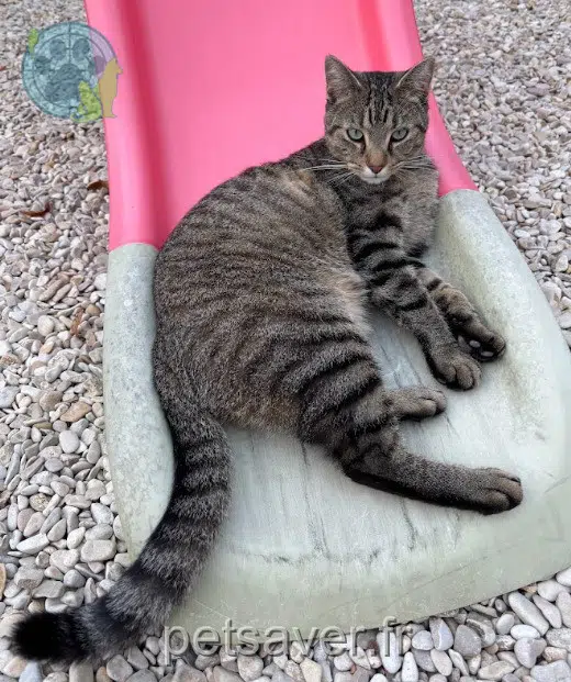 chat reunited 59300 Valenciennes Seth