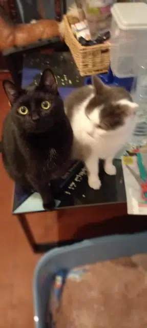 chat reunited   59232 Vieux-Berquin Venom