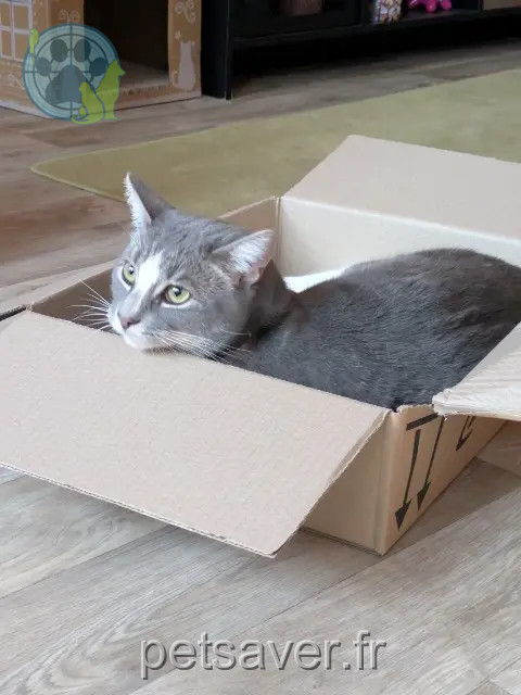 chat reunited 59890 Quesnoy-sur-Deûle Whiskey