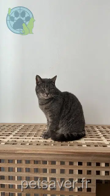 cat reunited   59552 Lambres-lez-Douai Willy