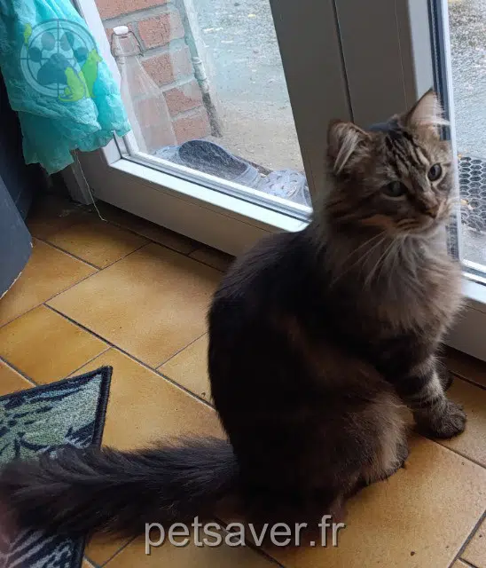 chat reunited   59790 Ronchin Wiwi