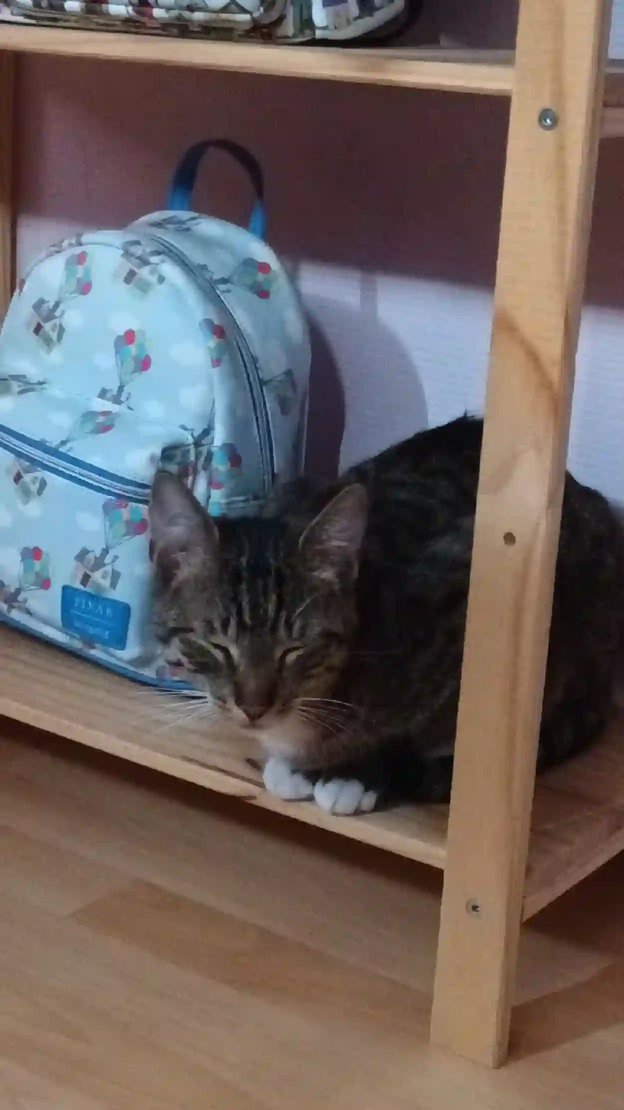 Chat Trouvé 59 Nord - Woody Chat Trouvé 59 Nord - Woody