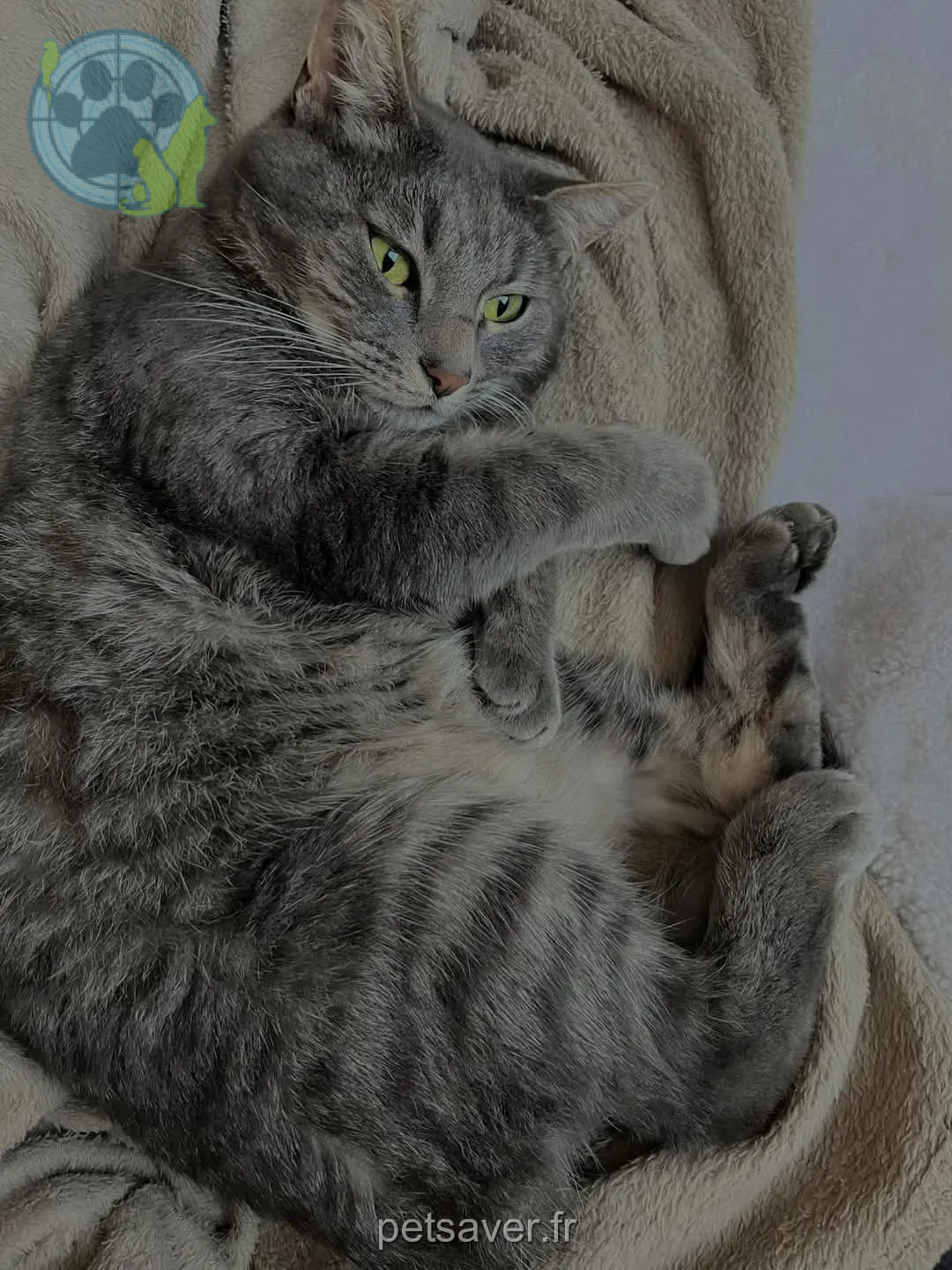 Chat Perdu 59 Nord - Yoda Chat Perdu 59 Nord - Yoda